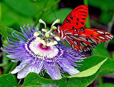 Passionflower