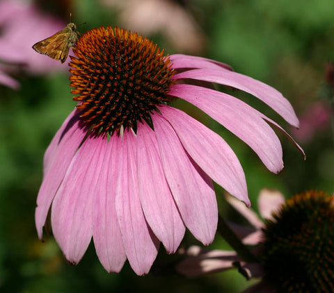 Echinacea