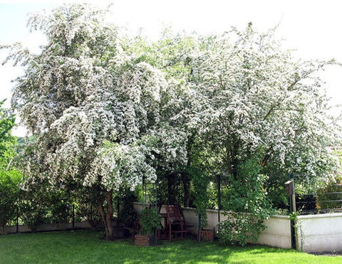 Hawthorn tree in spring