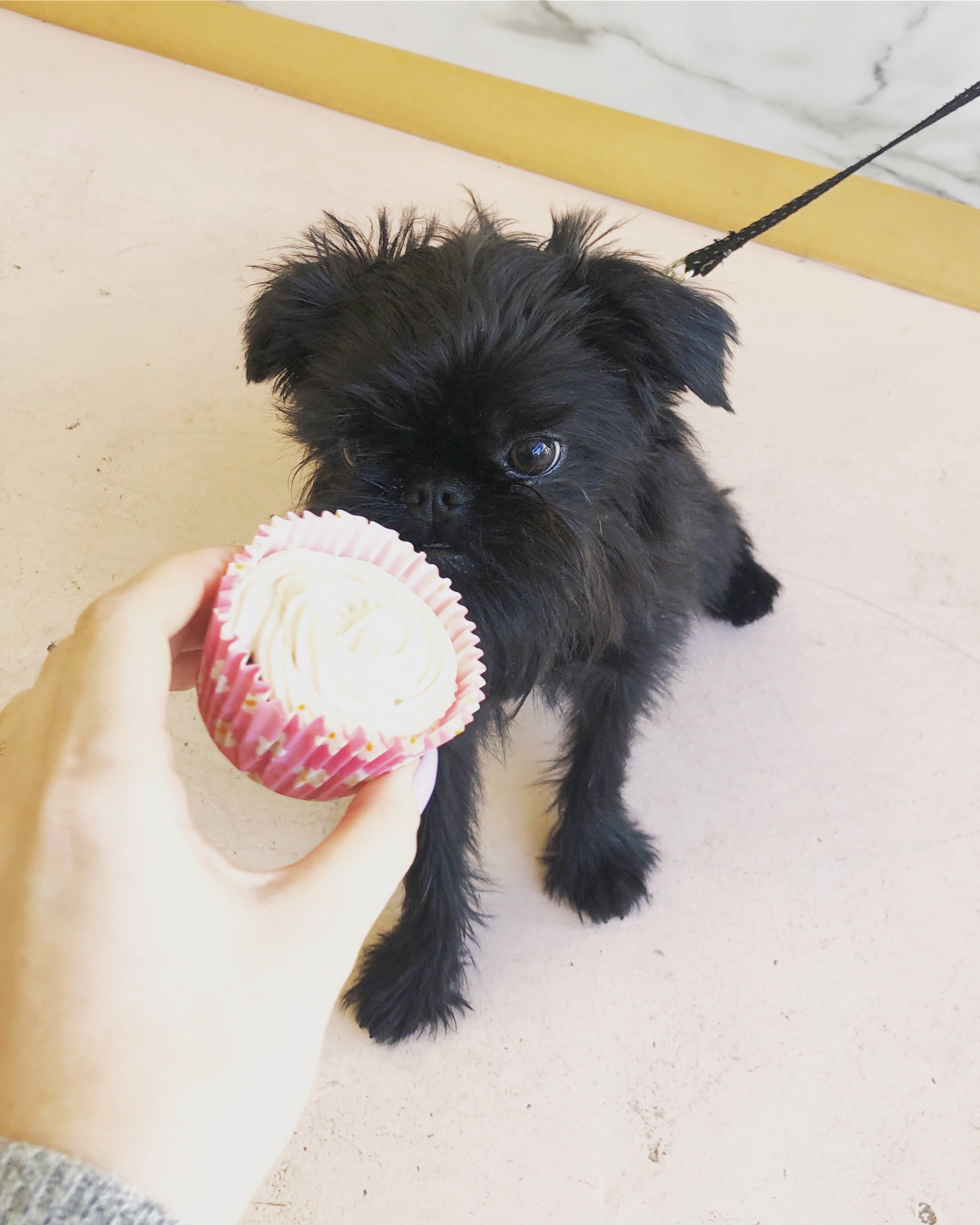 SPCA Cupcake Day 2019 | Pupcake | Smack Bang Blog