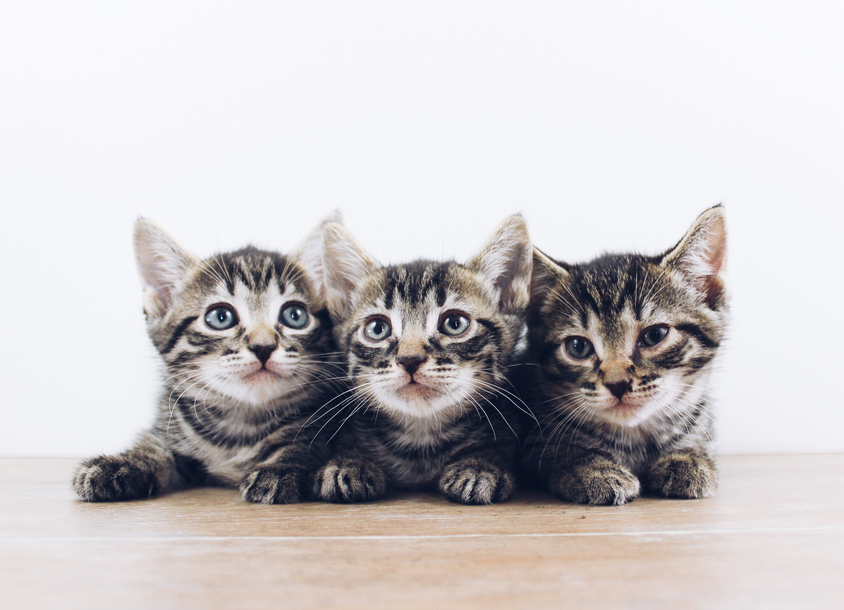 Kittens | Smack Bang Blog