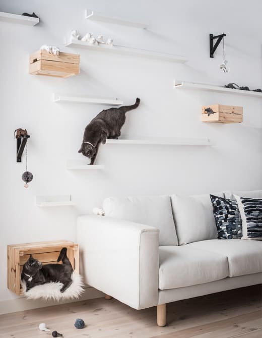 Cat deals climber wall