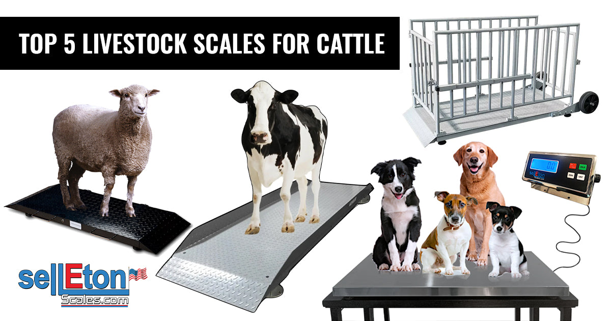 top livestock scales for cattle