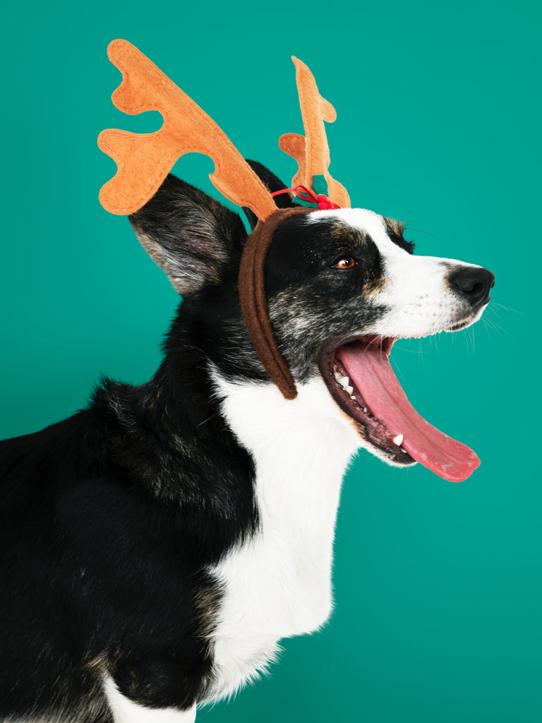 Dog the Reindeer!