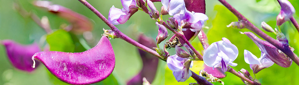 hyacinth bean skincare
