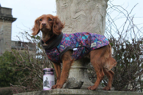 Cocker Spaniel