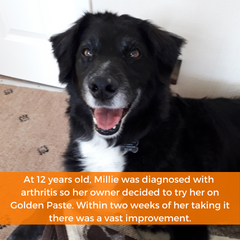 millie was diagnosed with arthritis