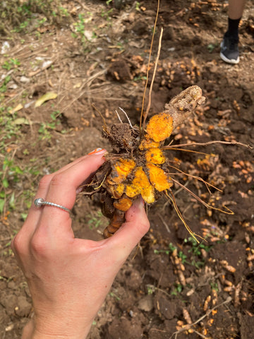 Turmeric root