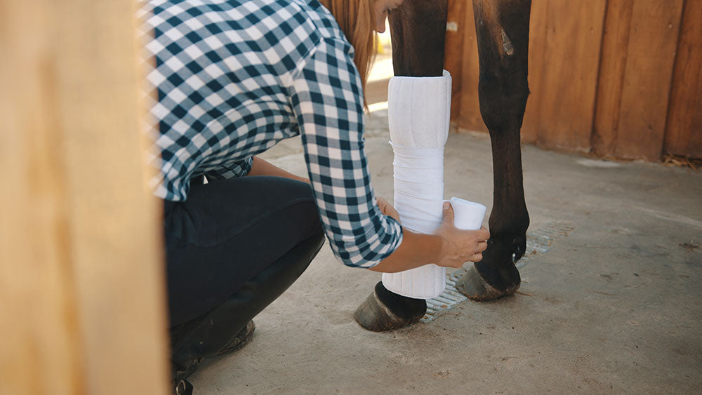 A person dressing a horse leg with a bandage.