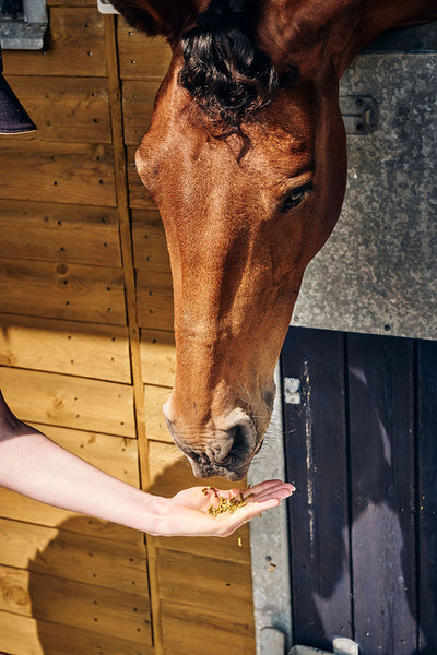 A horse eating out of a persons hand