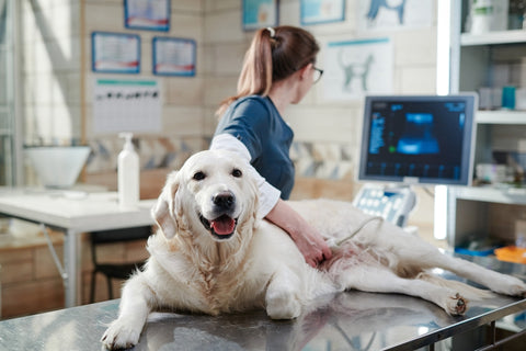 diagnosing pancreatitis in dogs