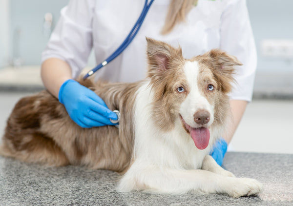 arthritis treatment for dogs