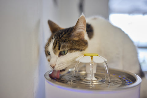 hydration for cats with kidney disease
