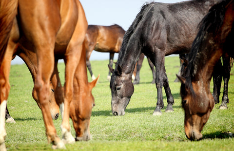 horses natural grazing behaviour