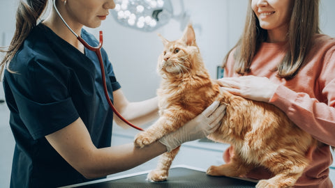 manage kidney disease in pets