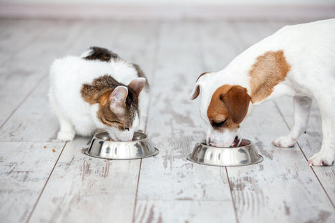 diets for kidney disease in pets