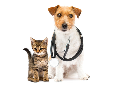 managing kidney disease in pets