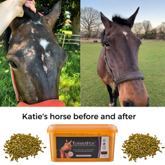 horse before and after using turmeritch