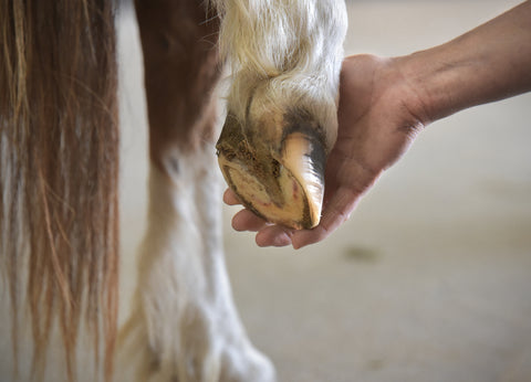 laminitis and turmeric