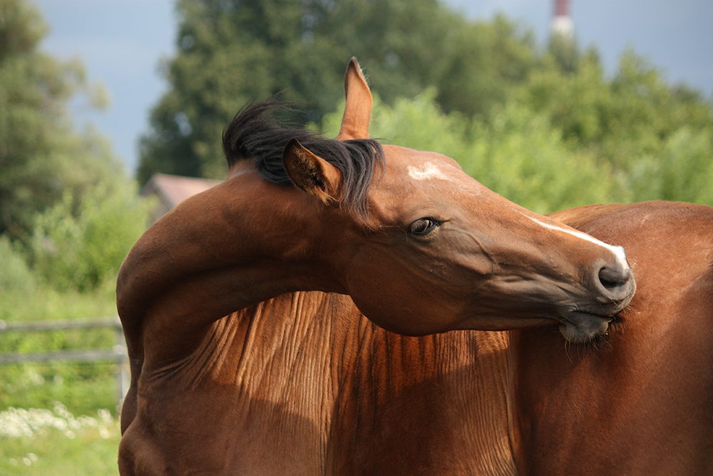 A horse itching itself as a result of sweet itch