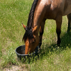 horse nutrition