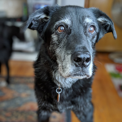 caring for older dogs