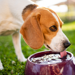 dog drinking from a water bowl
