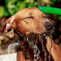 dog cooling off with hosepipe