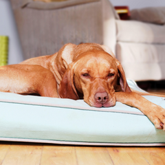 a supportive bed will help dogs with hip dysplasia 