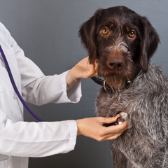 dogs have been falling ill with mystery illness