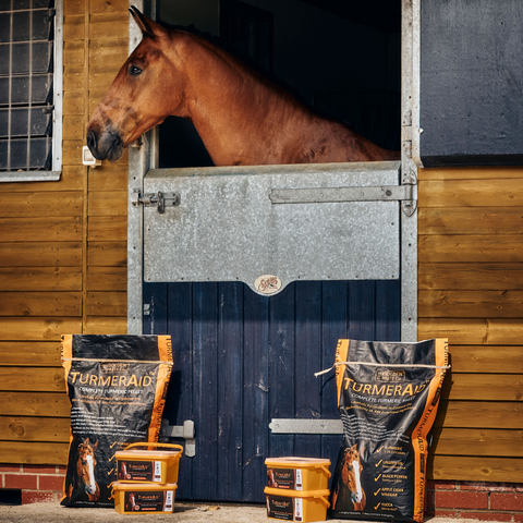 turmeric can support your horse's legs