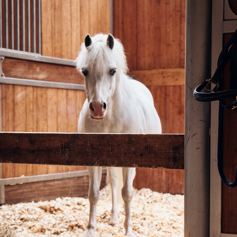 stabled pony