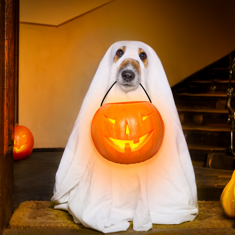 dog at halloween