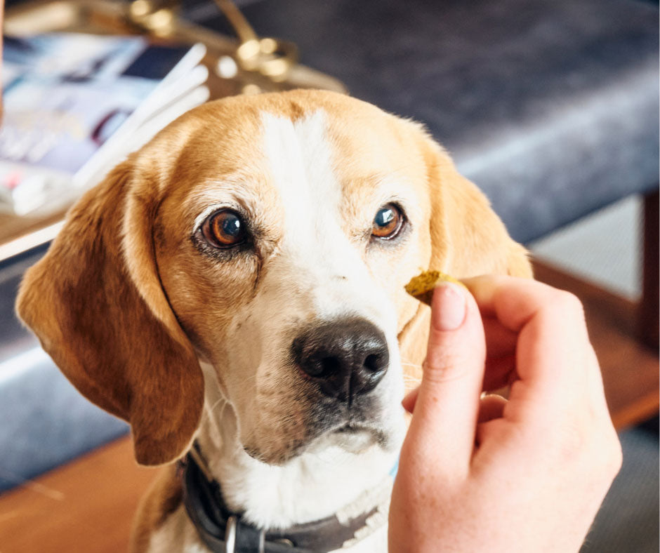 A dog getting fed an immune booster