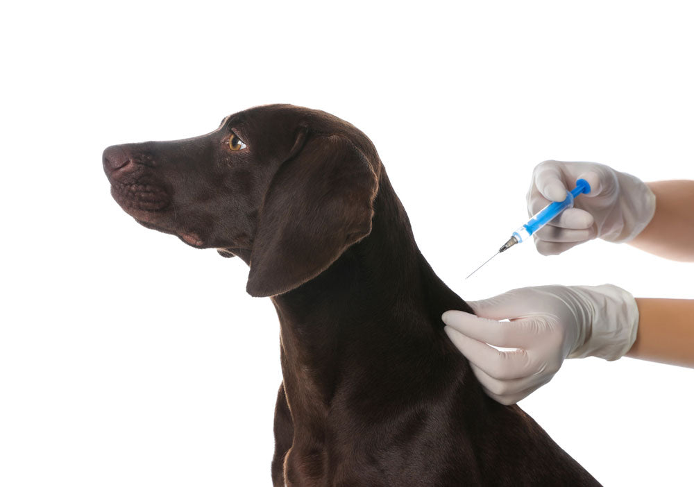 A dog getting an injection