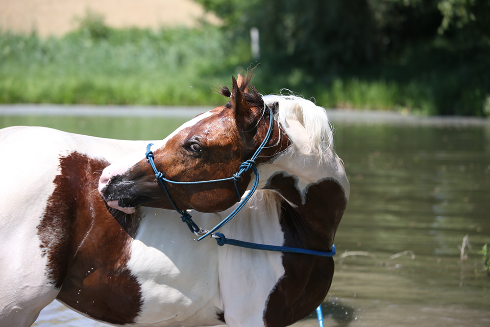 A horse in water itching itself as a result of sweet itch