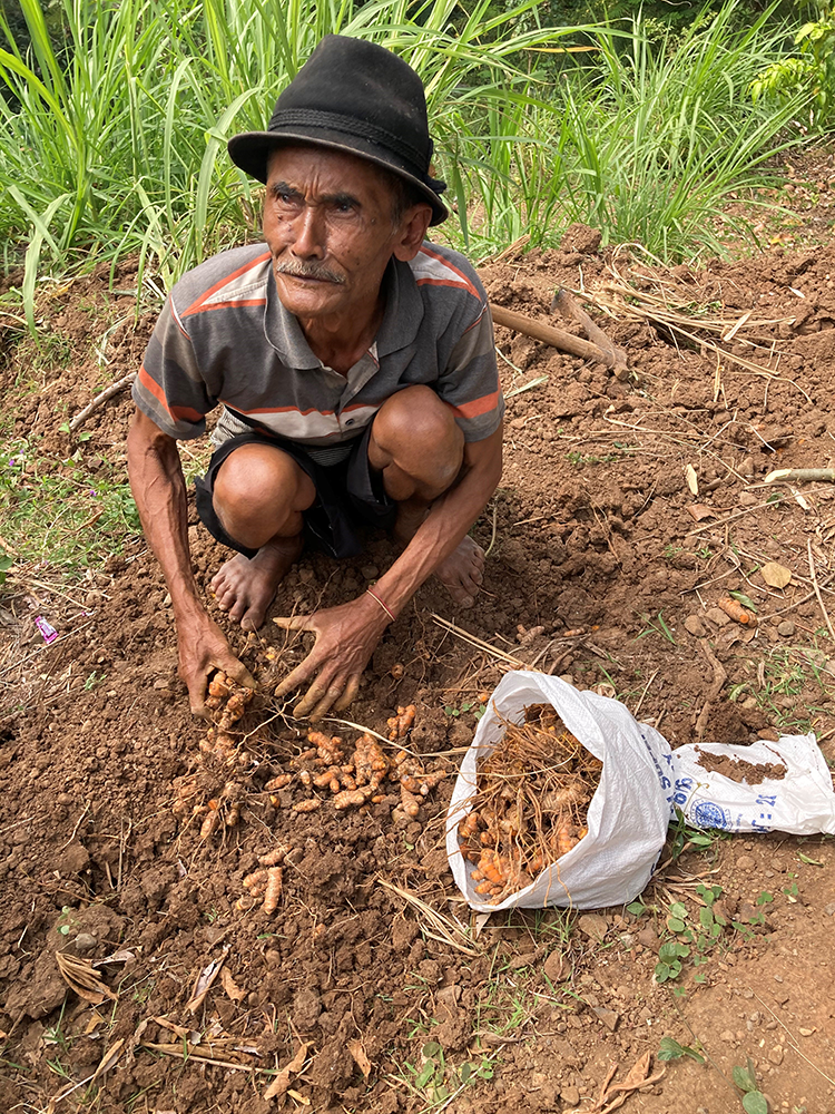 An old man picking up turmeric from the ground