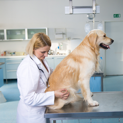vet examining dog with hip dysplasia 