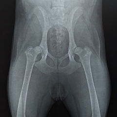 x-ray showing hip dysplasia in a dog