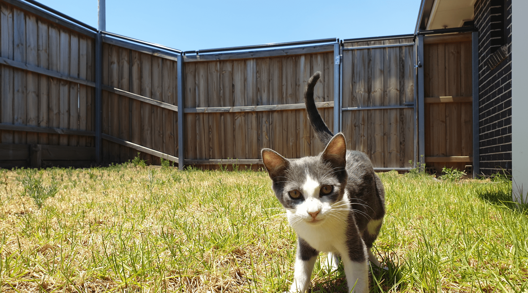 cat fence bunnings