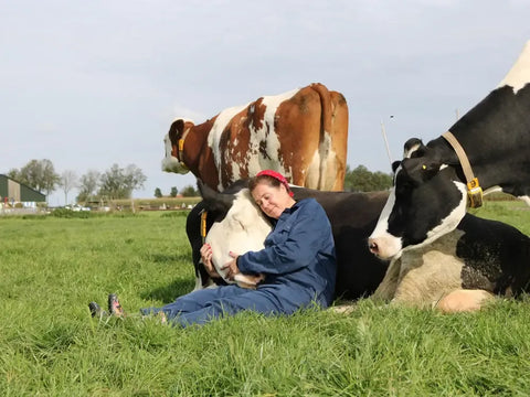 Cow hugging