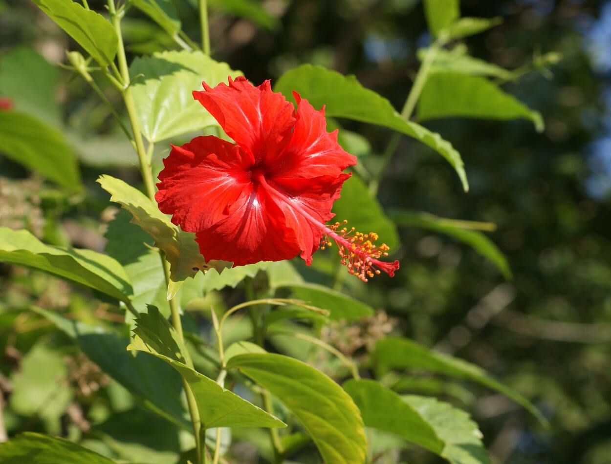 Hibiscus House: Making Ghee