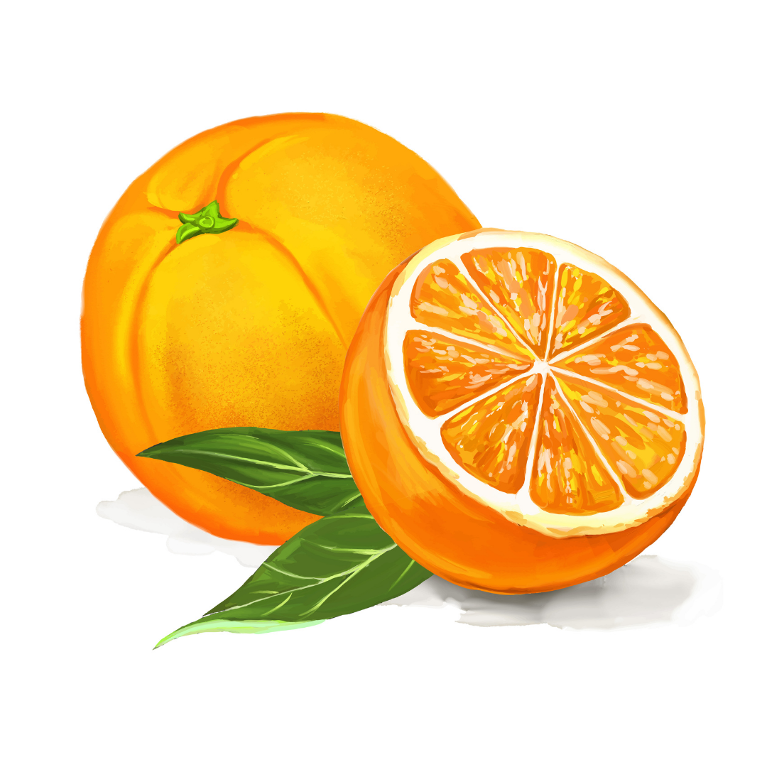 Мандарин графика. Апельсин в разрезе. Апельсин рисунок. Нарисованный апельсин в разрезе. Апельсин графический.