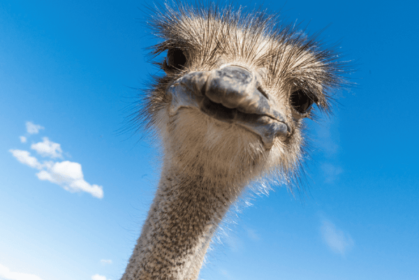 a curious ostrich poses for its headshot