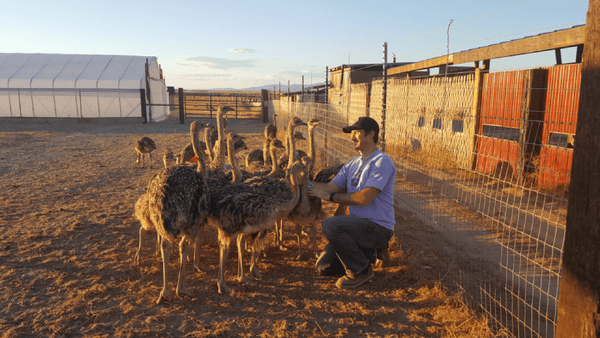 Alex McCoy says good morning to a group of juvenile ostriches.