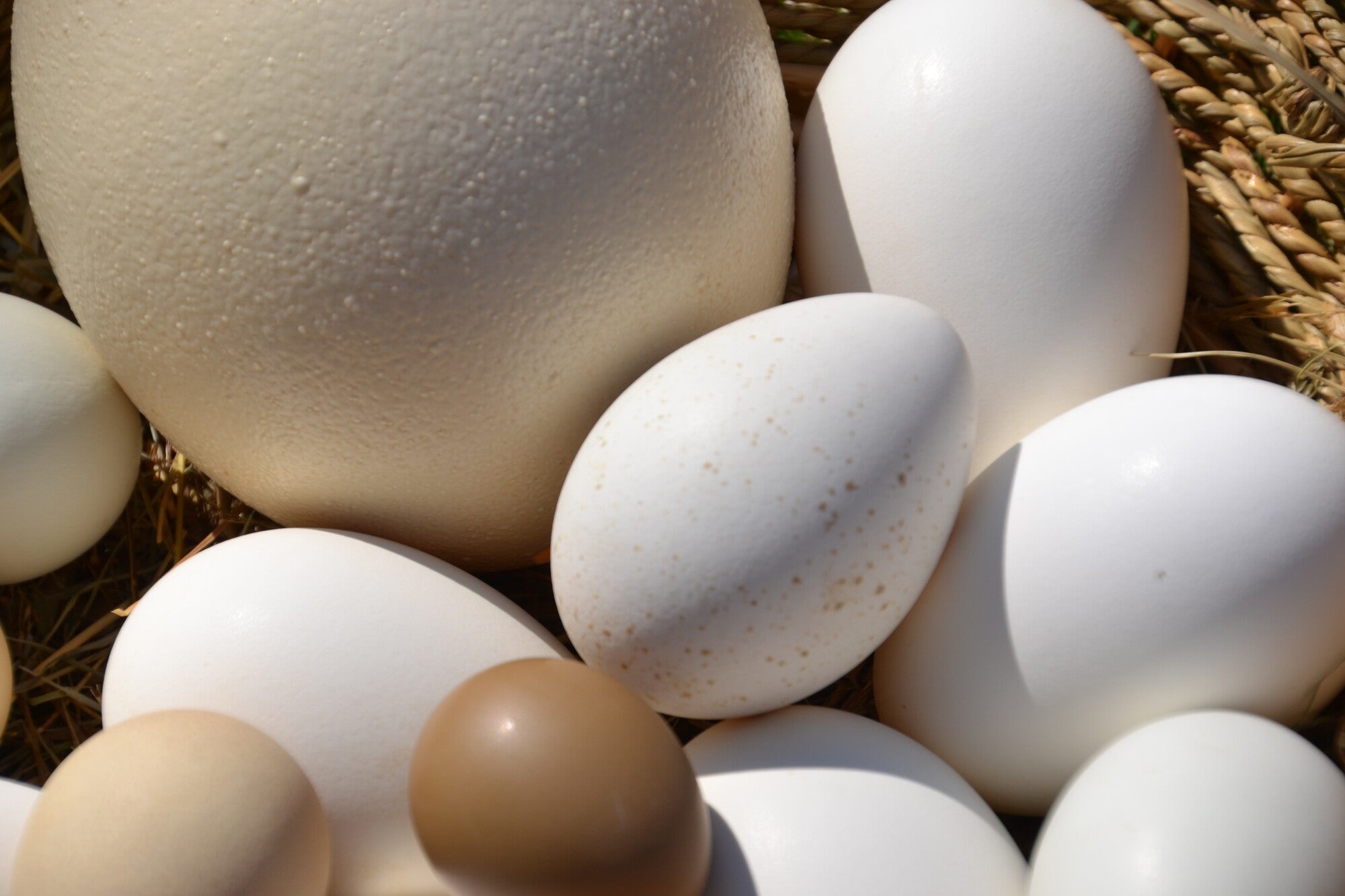 Громадное яйцо. Инкубационное яйцо Доминант. Страусиное яйцо. Яйцо куриное. Яйца крупных птиц.