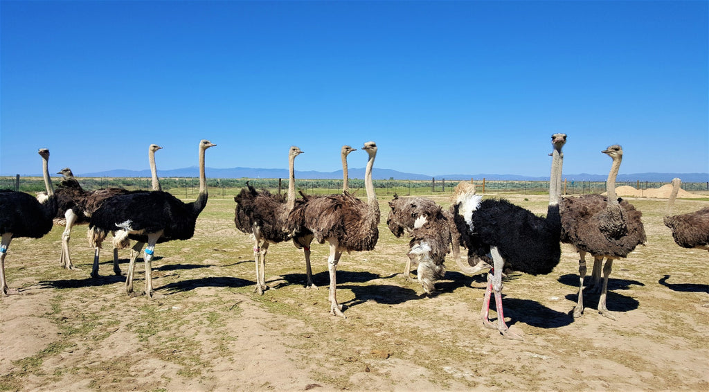 The ostriches make for unusual inhabitants of the desert near Kuna.