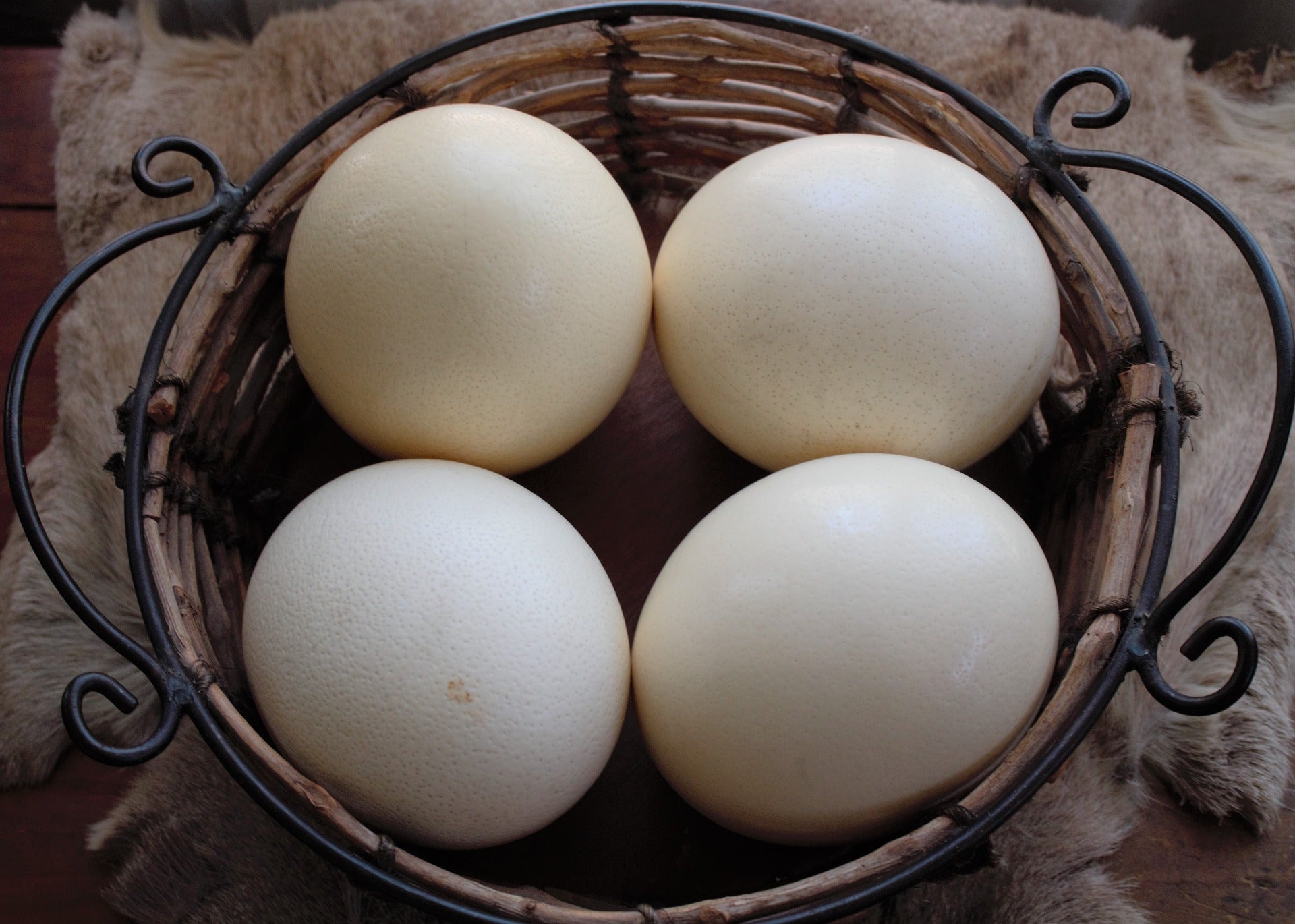 Mohican Farm Ostrich Eggs