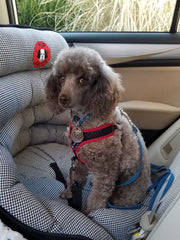 A PupSaver Dog Car Seat Can Help Your Dog Feel Safe & Secure – Pet Expertise