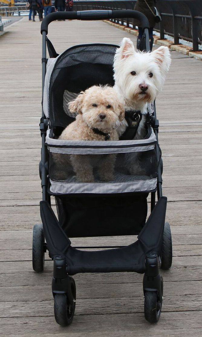 pupsaver stroller